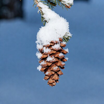 Snowy Pine Cone Hanging