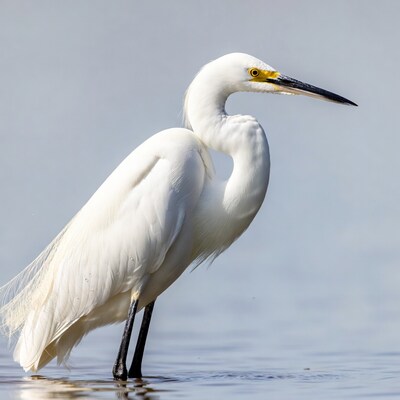 Snowy Egret standing in water