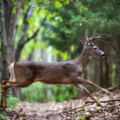 White-tailed deer leaping in forest
