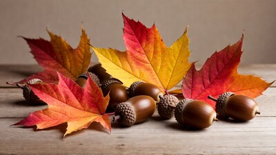 Autumn Acorns and Red Maple Leaves