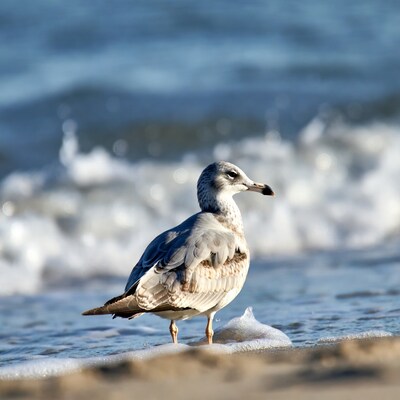 Seagull standing on beach by waves