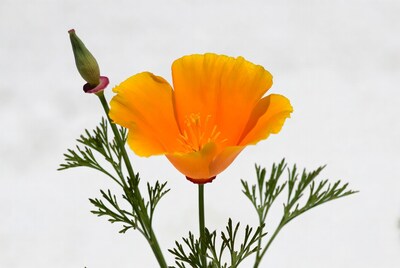 Orange California Poppy Flower