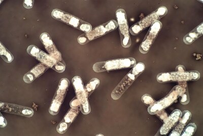 Bacillus Bacteria Microscope Image