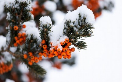 Snow-covered orange mountain ash berries