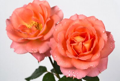Two Orange Roses with Dewdrops