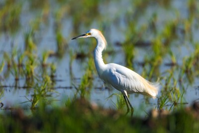 Snowy Egret in rice paddy