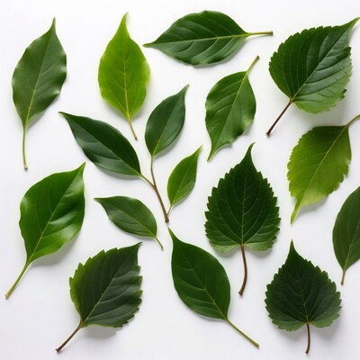 Green leaves on white background