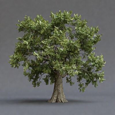 Green Oak Tree on Gray Background