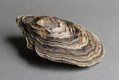 Oyster shell on gray background