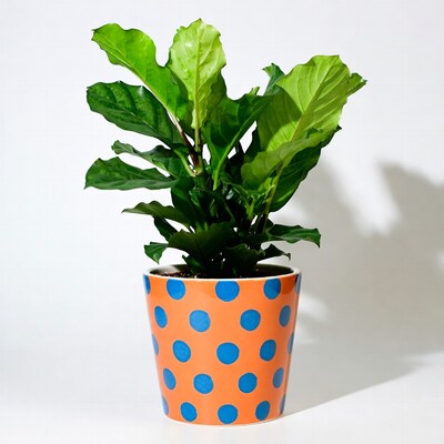 Fiddle Leaf Fig in Polka Dot Pot