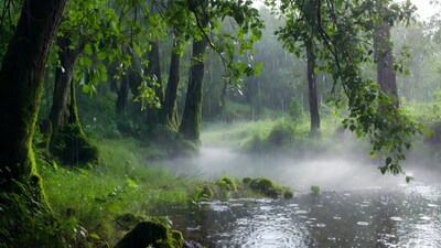 Rainy Forest with Misty Stream
