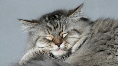 Sleeping fluffy gray kitten
