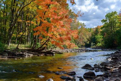 Autumn River with Red Trees