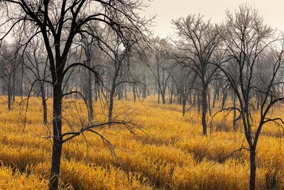 Bare Trees in Golden Grass Field
