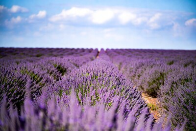 Lavender Field Under Blue Sky