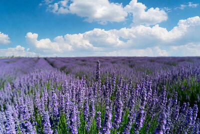 Lavender Field Under Blue Sky