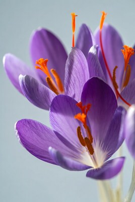 Purple Crocus Flowers with Orange Stamens