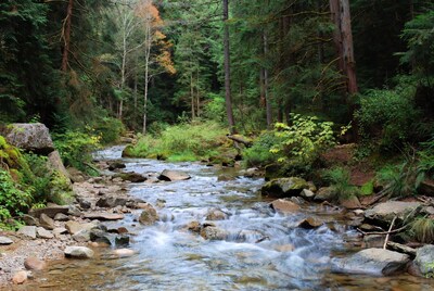 Forest Stream Flowing Over Rocks