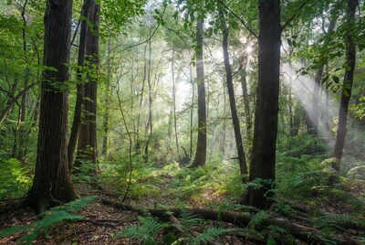 Sunlight Beams in Lush Forest