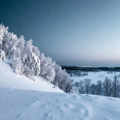 Snowy Trees on Hill Overlooking Valley
