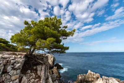 Pine tree on rocky cliff over sea