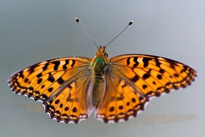 Orange Fritillary Butterfly with Black Spots