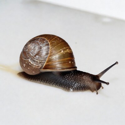 Snail crawling on white surface