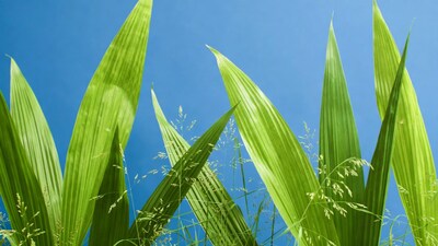 Green grass blades against blue sky