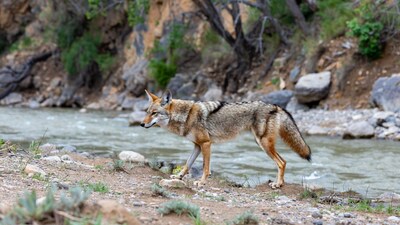 Coyote walking by river