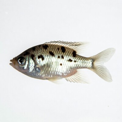 Spotted convict cichlid fish