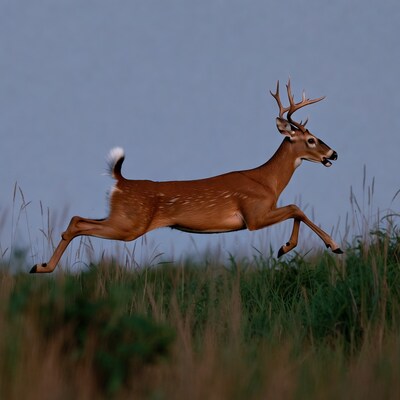 White-tailed deer leaping over grass