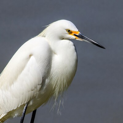 Snowy Egret with yellow beak