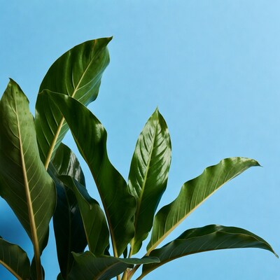 Green Philodendron Leaves on Blue Background