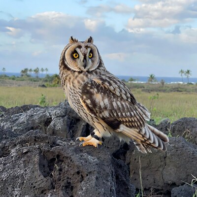 Short-eared owl on lava rock