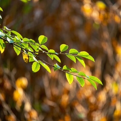 Green leaves on branch with autumn blur