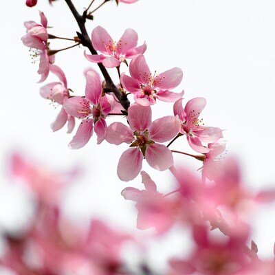 Pink Cherry Blossoms on Branch