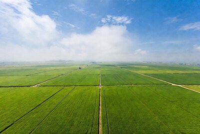 Aerial view of rice fields
