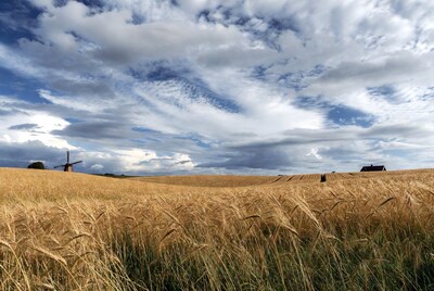 Windmill in golden wheat field