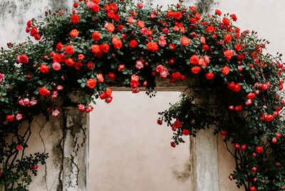 Red Roses Climbing Stone Archway