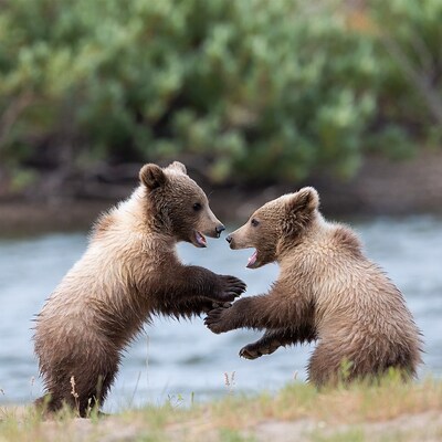 Two grizzly bear cubs play fighting