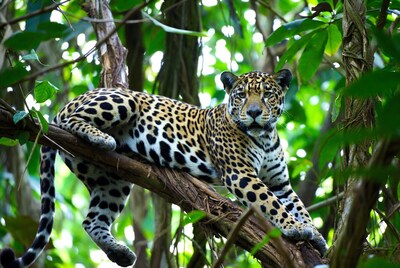 Jaguar lounging on tree branch