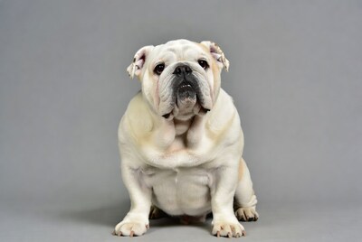 White English Bulldog sitting