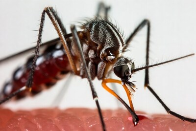 Mosquito biting human skin