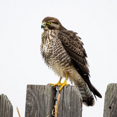 Northern Goshawk perched on wooden post