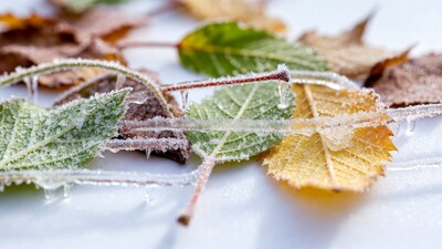 Frost-covered autumn leaves