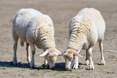 Two white sheep grazing together