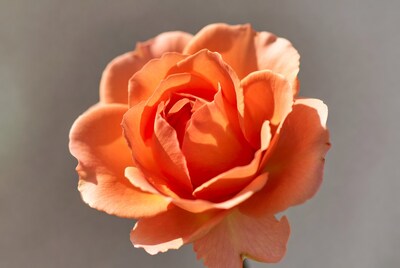 Orange Rose Closeup