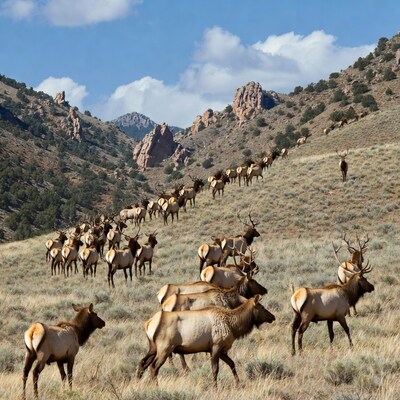 Herd of Elk in Mountain Meadow