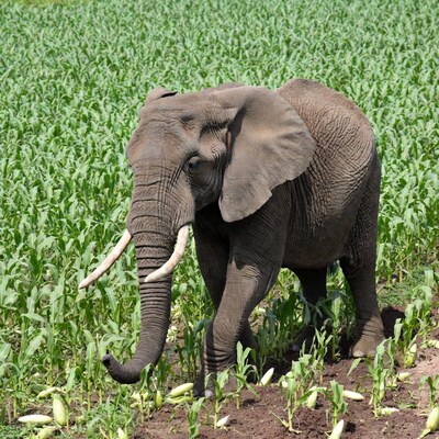 Elephant walking in corn field