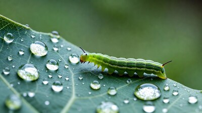Green caterpillar on dewy leaf